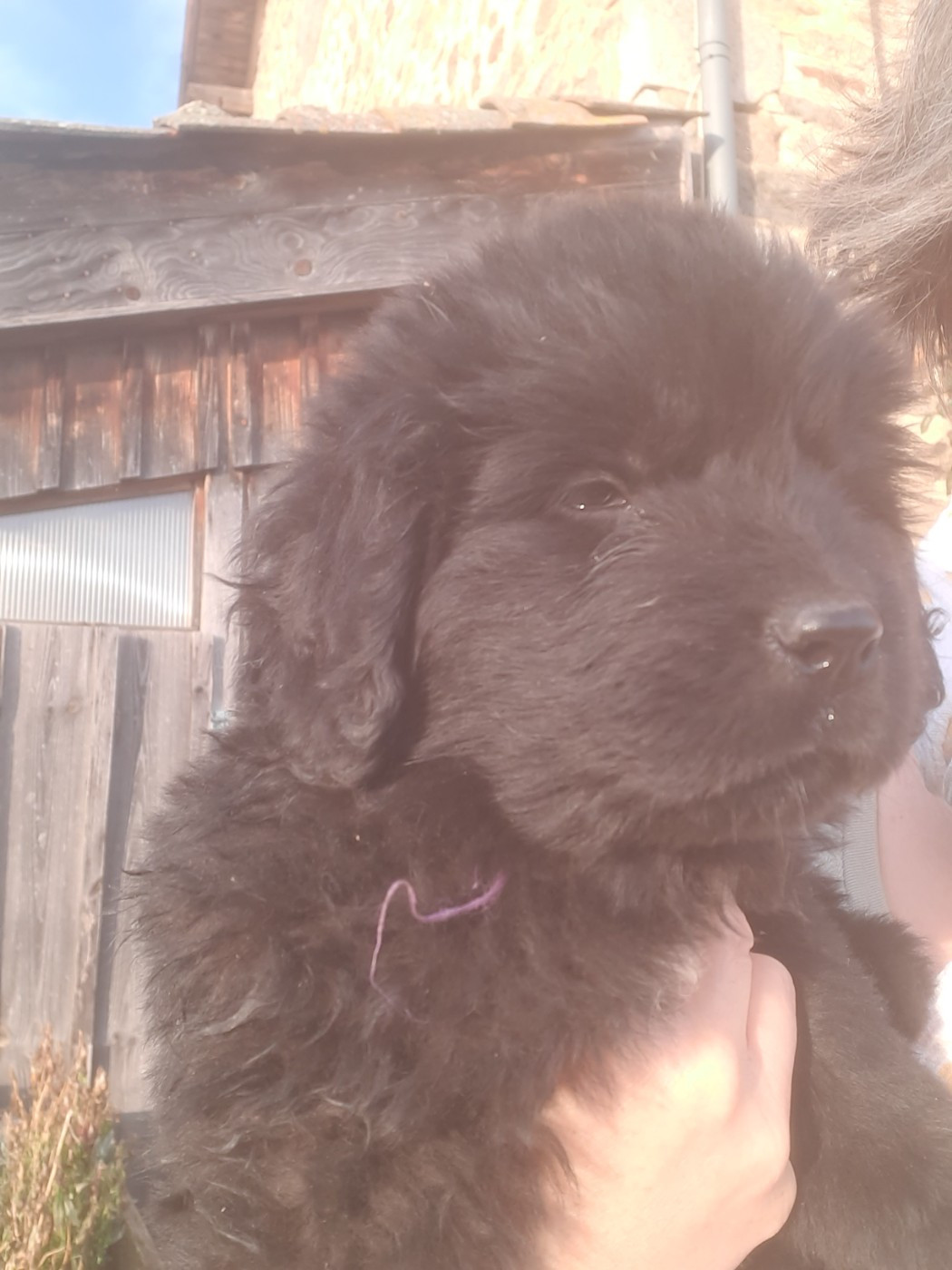 du Pas de Gargantua - Femelle violette disponible à la réservation