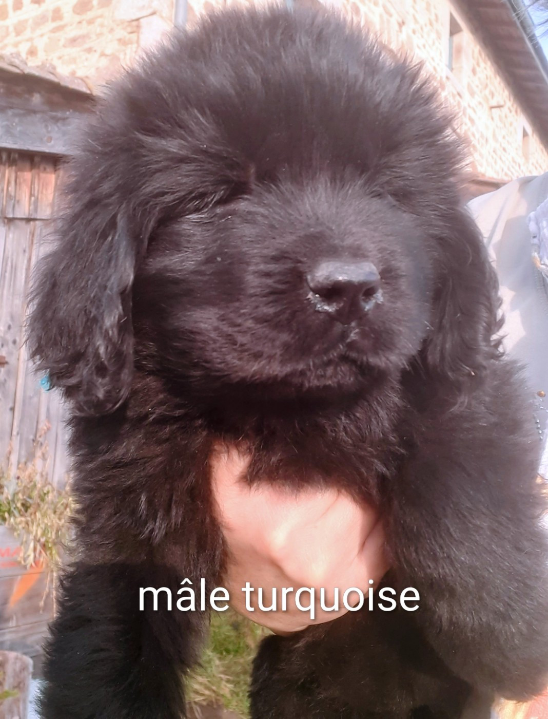 du Pas de Gargantua - Mâle turquoise disponible à la réservation