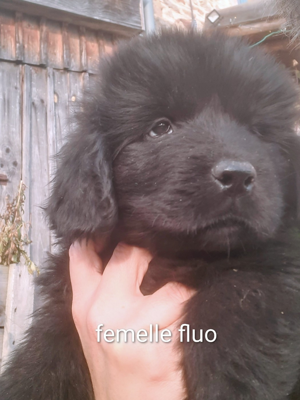 du Pas de Gargantua - Femelle fluo disponible à la réservation