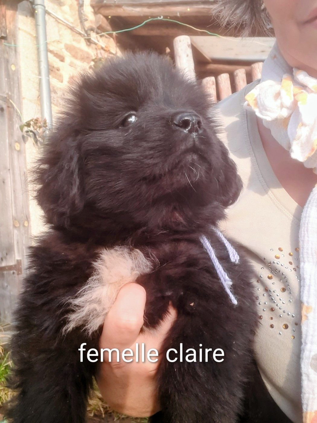 du Pas de Gargantua - Femelle claire disponible à la réservation