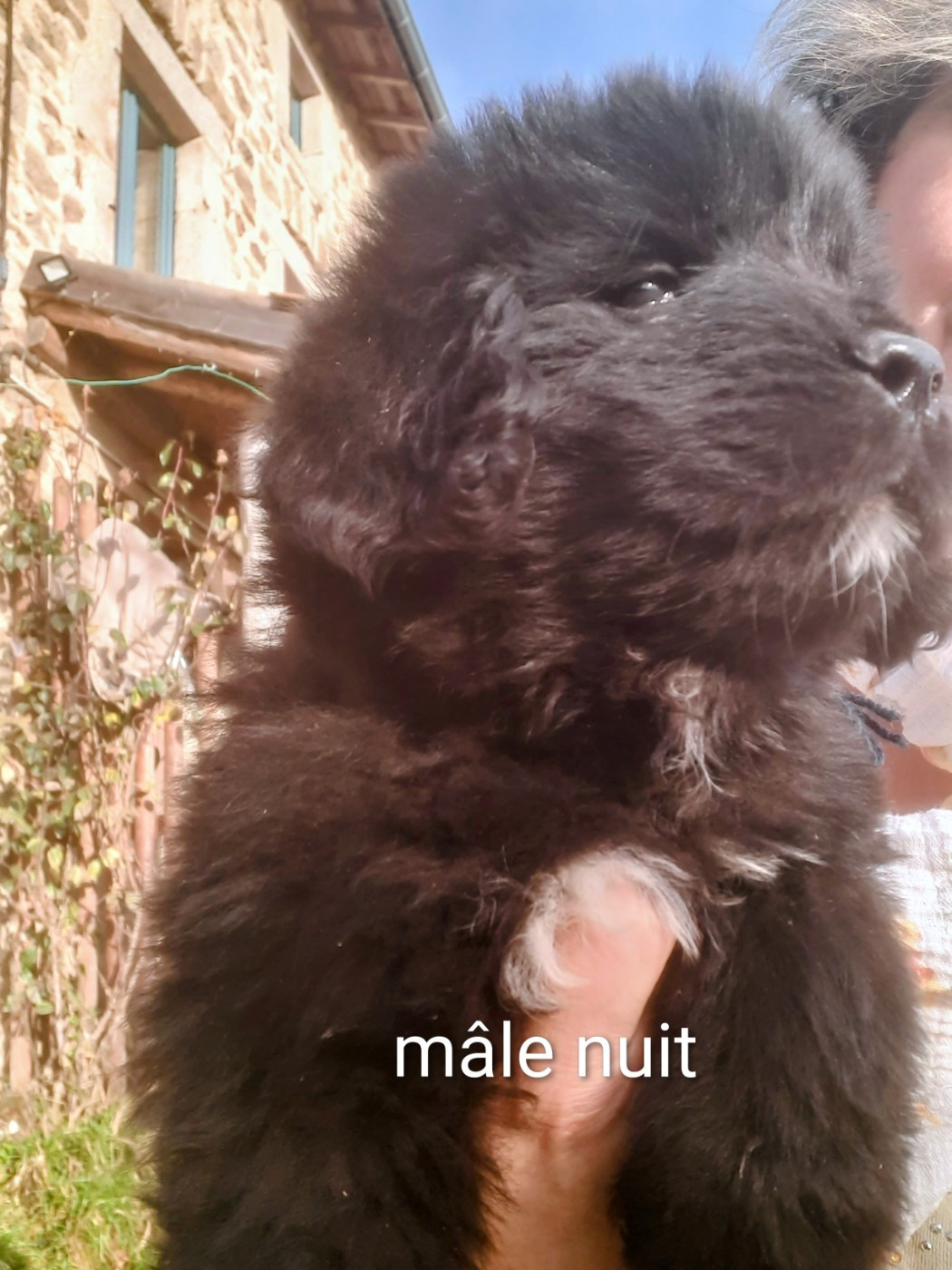 du Pas de Gargantua - Mâle nuit disponible à la réservation