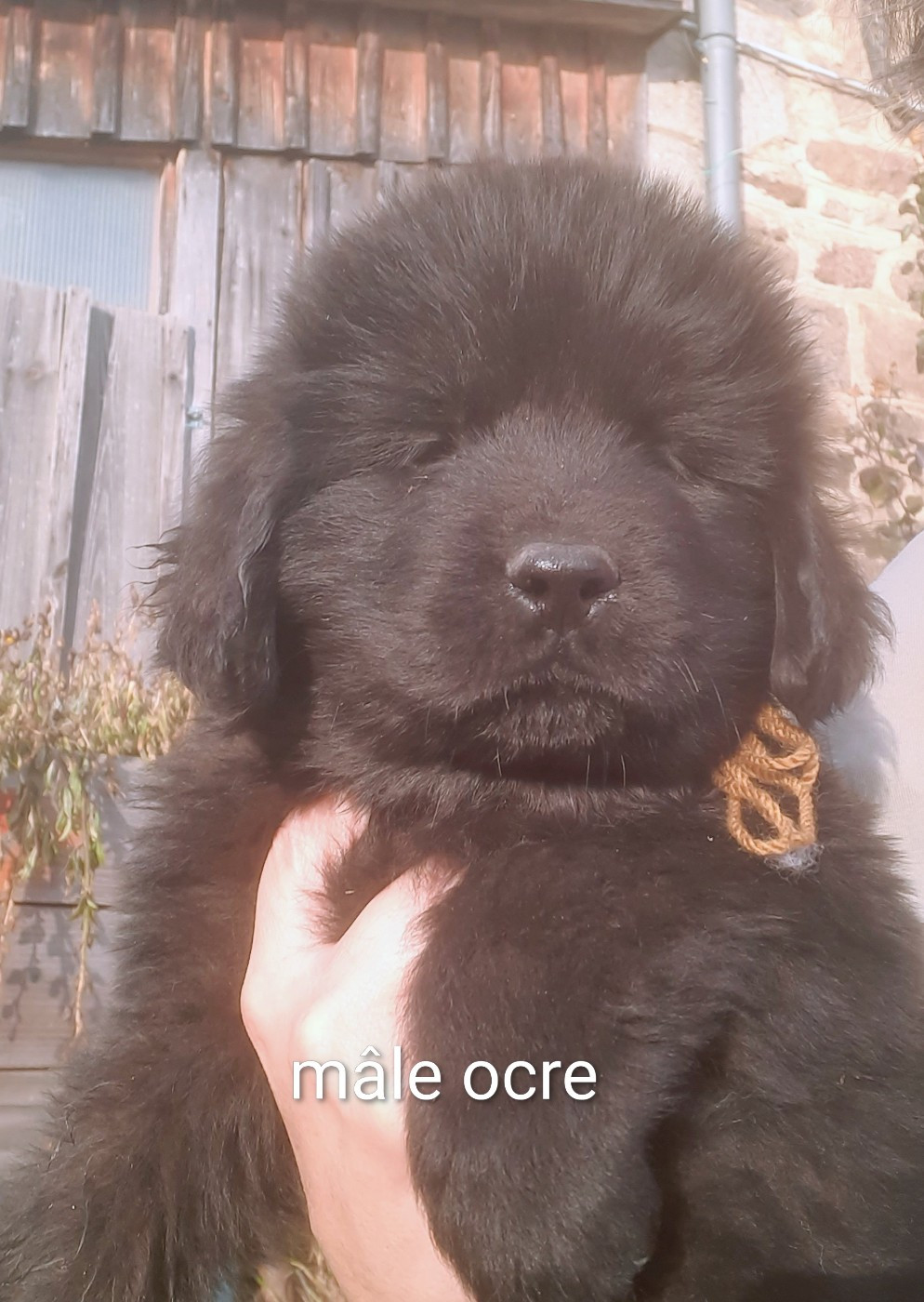 du Pas de Gargantua - Mâle ocre disponible à la réservation