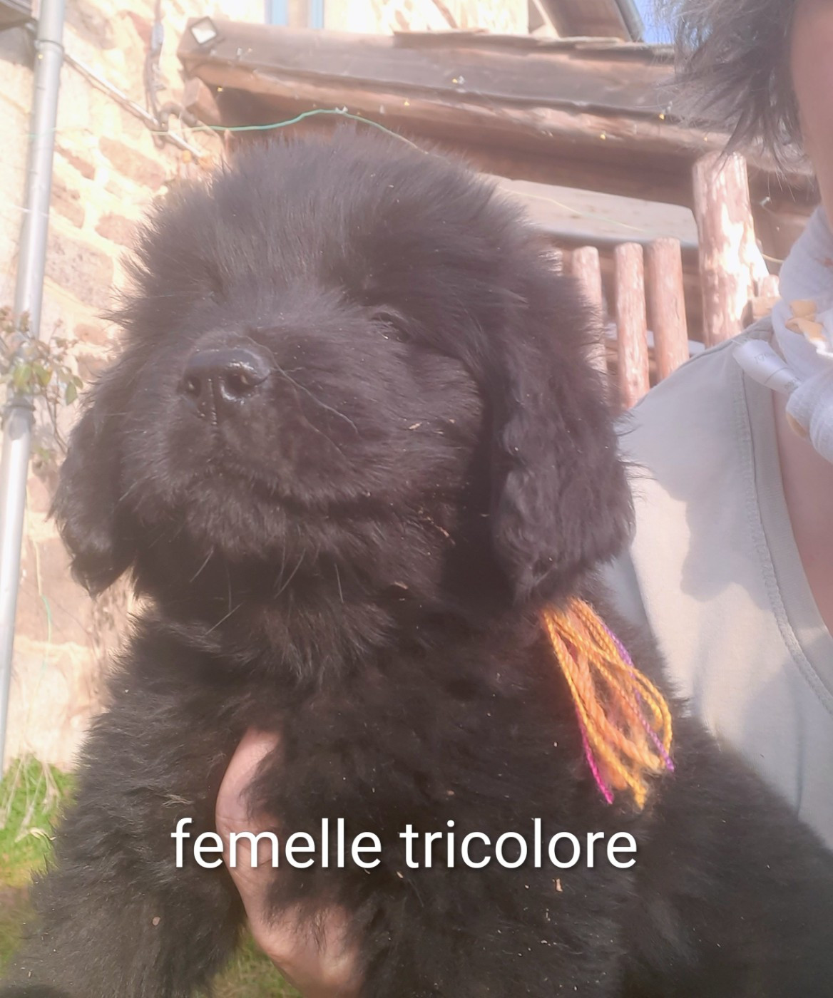 du Pas de Gargantua - Femelle tricolore disponible à la réservation
