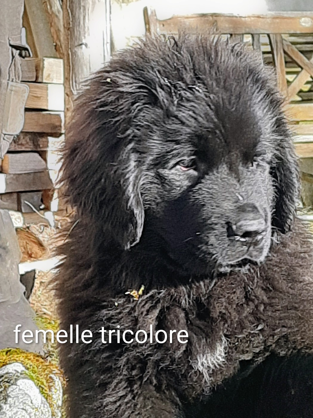 Femelle tricolore disponible