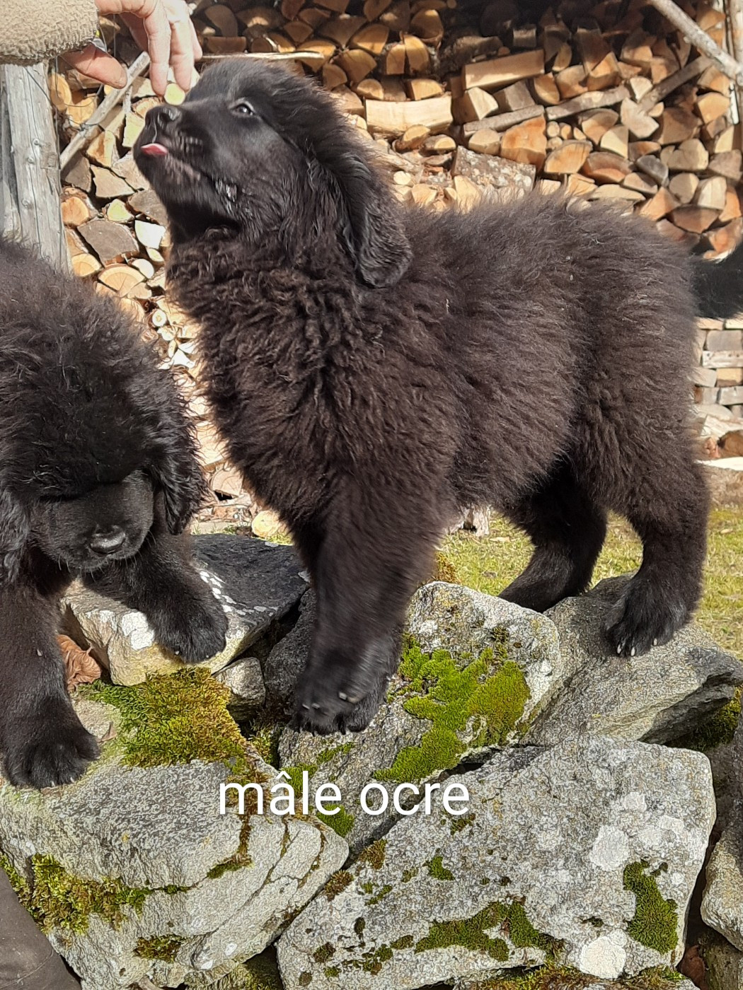 Mâle ocre disponible