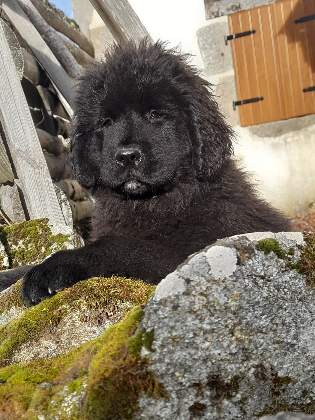 Mâle nuit disponible