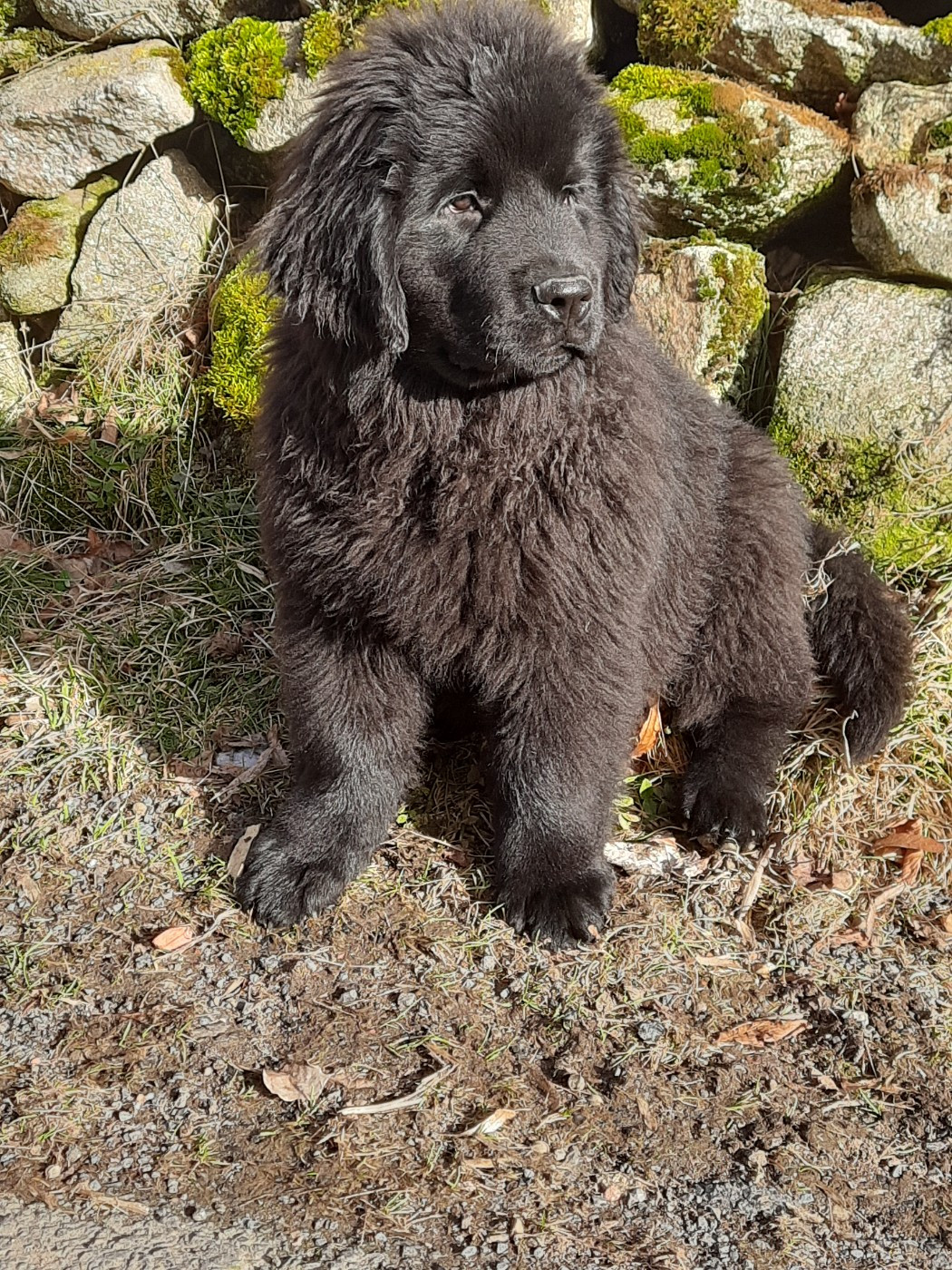 Mâle turquoise disponible