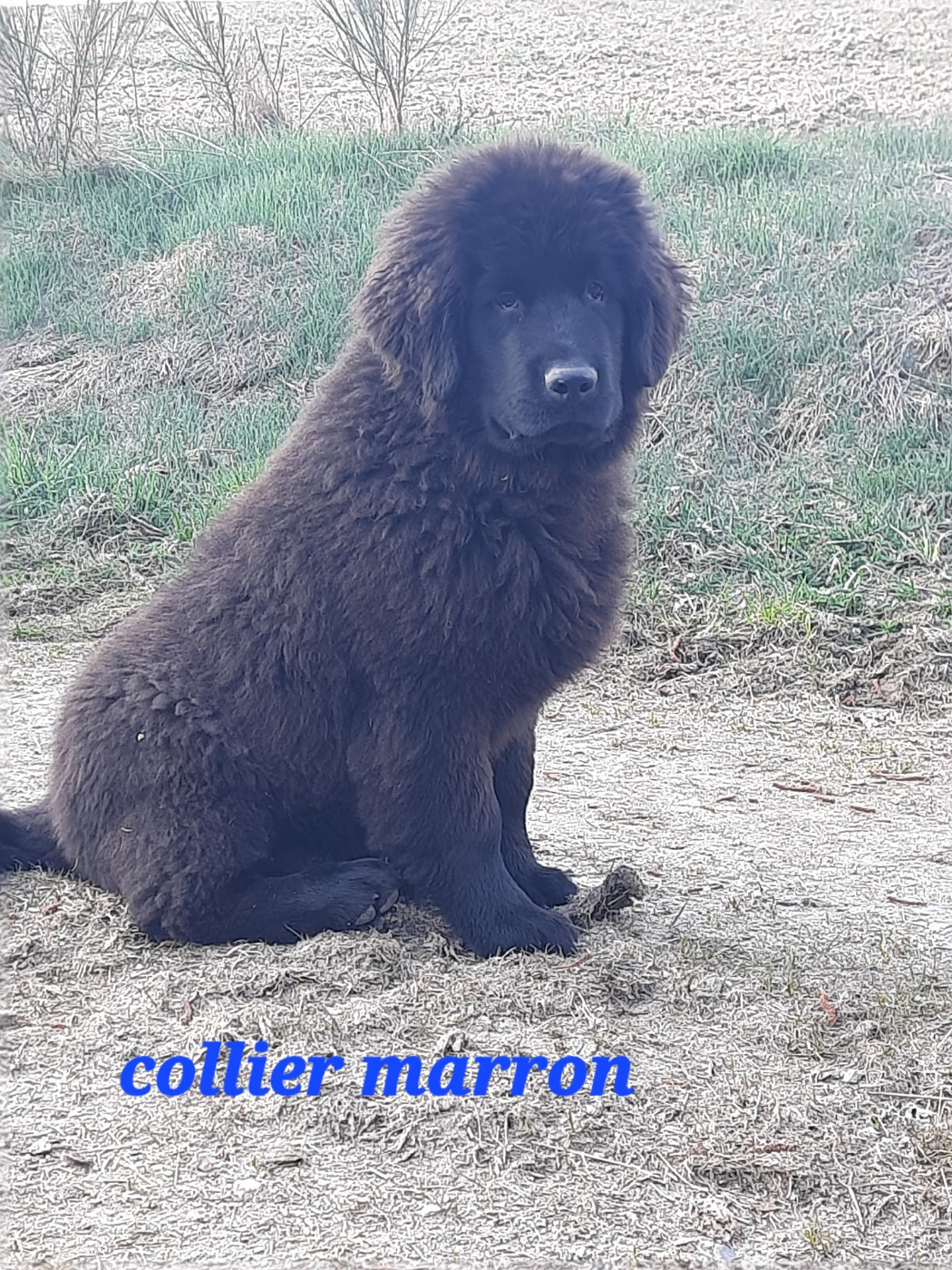 du Pas de Gargantua - Mâle collier marron disponible