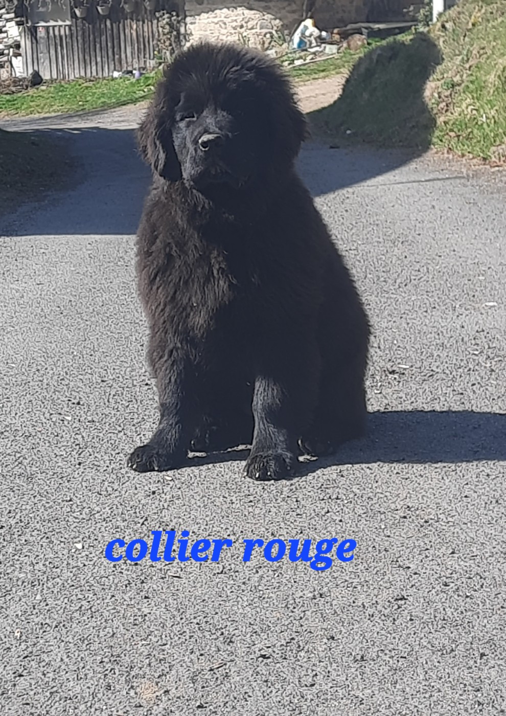 du Pas de Gargantua - Femelle rouge disponible