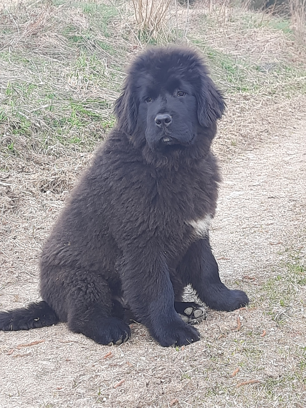 du Pas de Gargantua - Mâle collier noir disponible