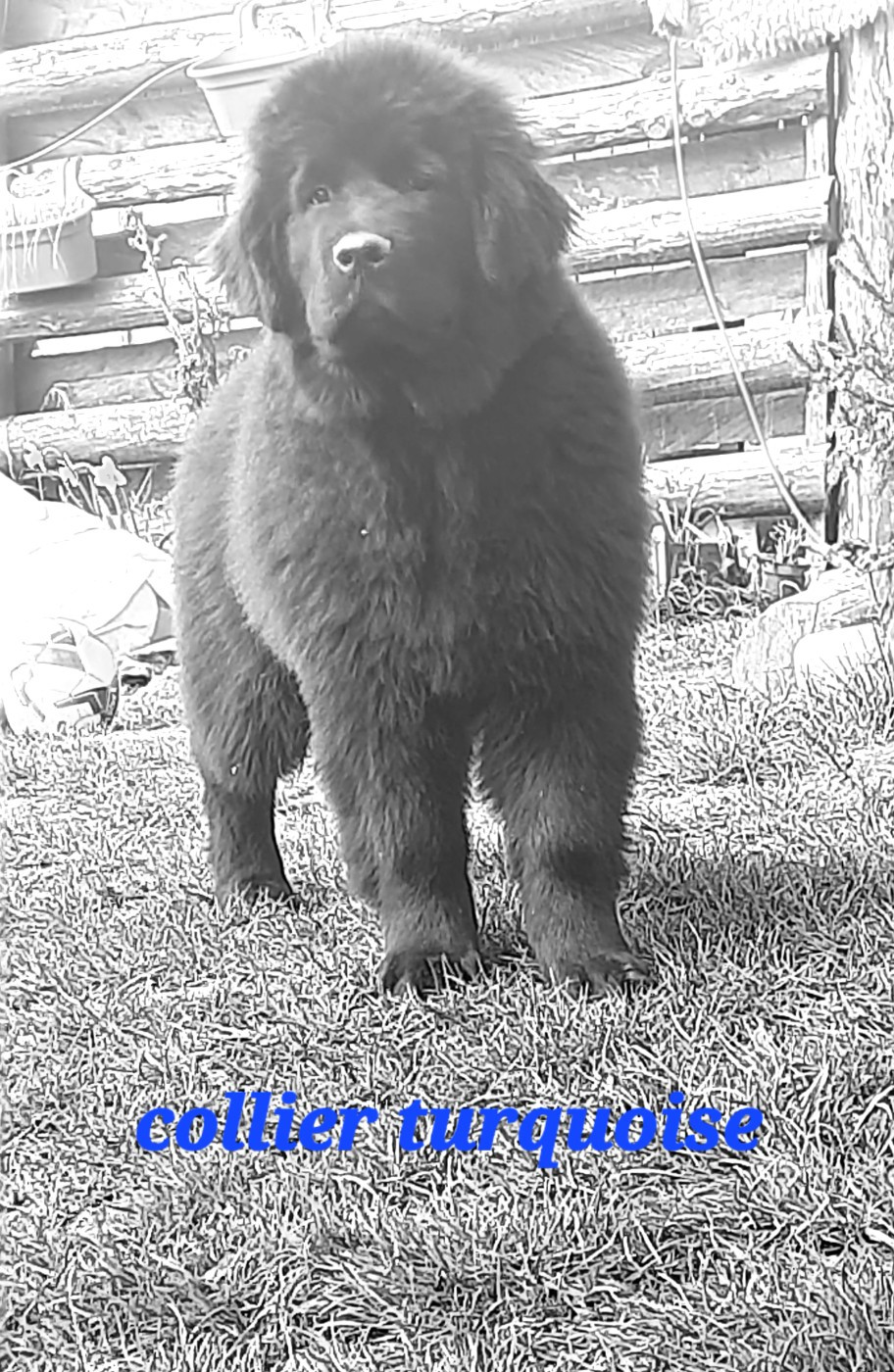 du Pas de Gargantua - Mâle collier turquoise disponible