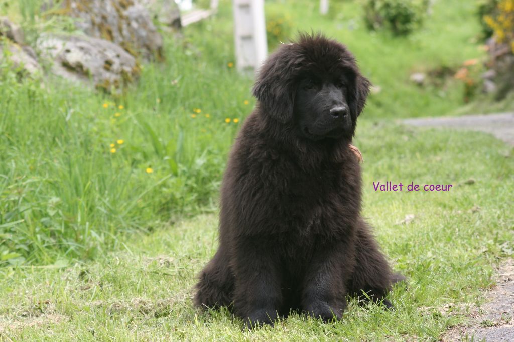 du Pas de Gargantua - Terre-neuve - Portée née le 19/01/2024